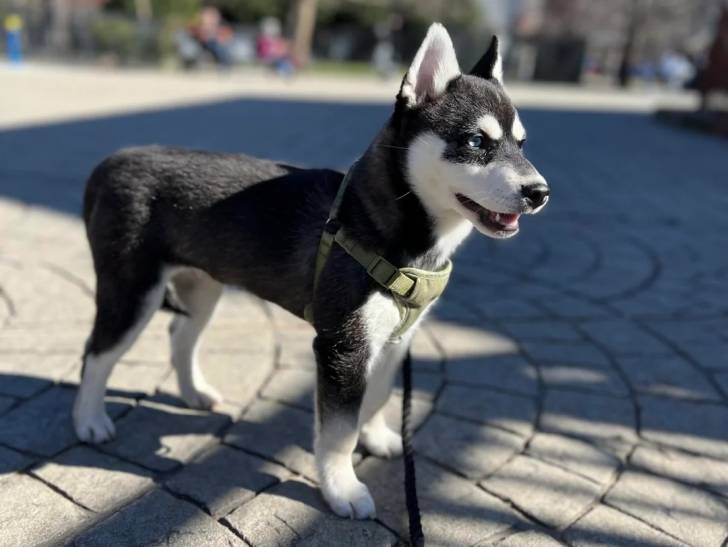 Un Alaskan Klee Kai sur un sol pavé et qui est tenu en laisse 