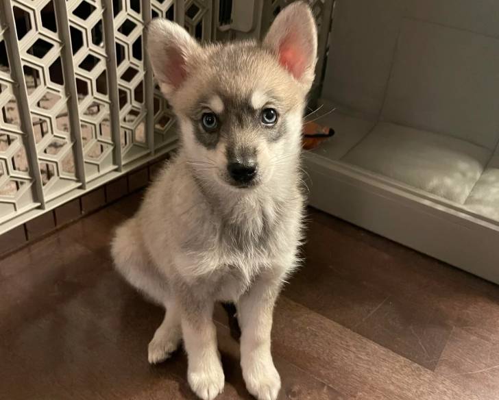Un Alaskan Klee Kai assis sur un plancher et semblant détendu