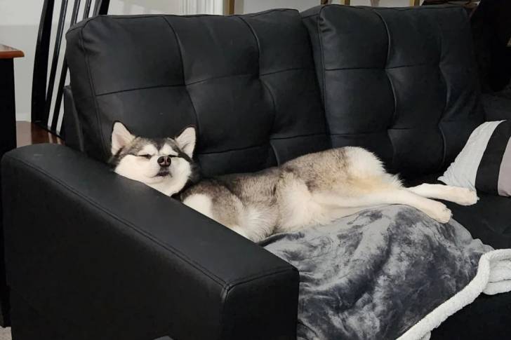 Un Alaskan Klee Kai allongé sur un canapé et semblant détendu