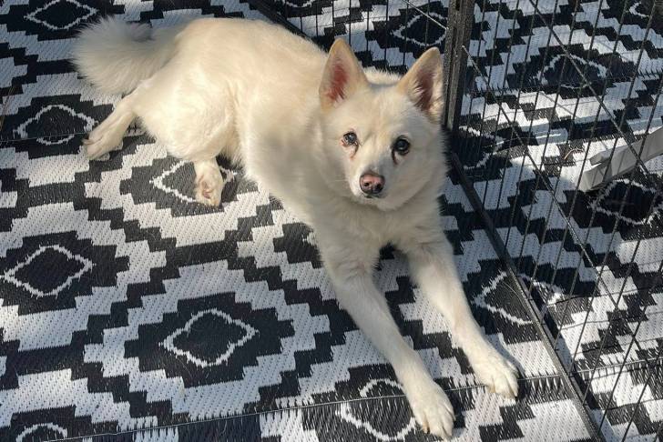 Un Alaskan Klee Kai allongé sur une natte 