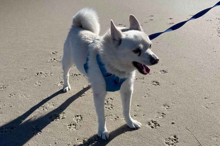 Un Alaskan Klee Kai sur une surface sableuse et qui est tenu en laisse 