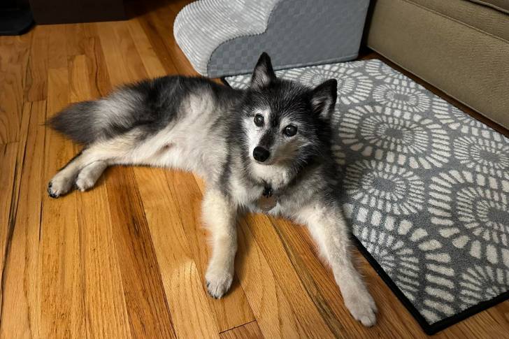 Un Alaskan Klee Kai allongé sur un plancher et regardant vers la caméra 