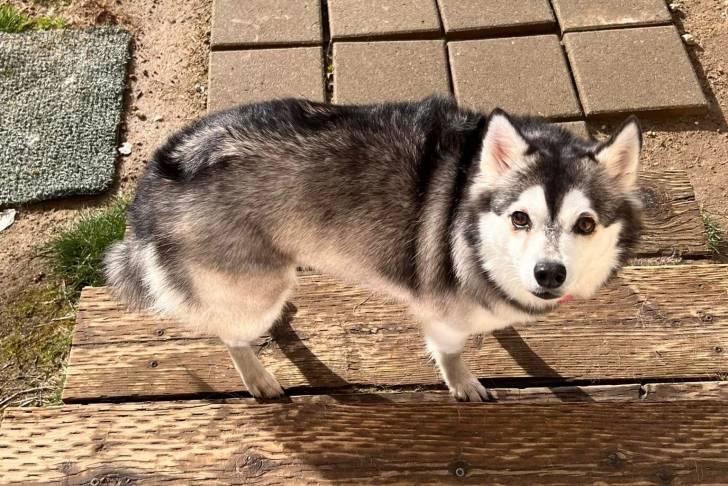 Un Alaskan Klee Kai regardant vers la caméra