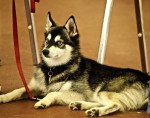 Photo Alaskan Klee Kai