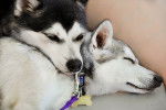Photo Alaskan Klee Kai