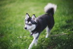 Photo Alaskan Klee Kai