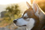Photo Alaskan Klee Kai