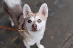 Photo Alaskan Klee Kai