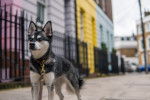 Photo Alaskan Klee Kai