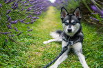 Photo Alaskan Klee Kai