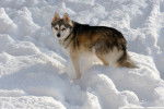 Photo Alaskan Klee Kai