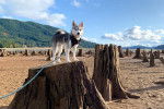 Photo Alaskan Klee Kai