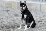 Un Alaskan Klee Kai assis sur une surface sableuse et portant un harnais 