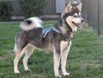 Un Alaskan Klee Kai allongé sur un terrain herbeux et portant un harnais 