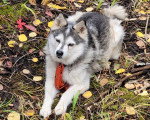 Un Alaskan Klee Kai allongé sur une surface herbacée et portant un collier autour du cou