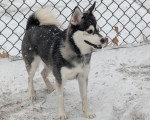 Un Alaskan Klee Kai sur une surface enneigée et portant un collier autour du cou