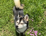 Un Alaskan Klee Kai sur un terrain herbeux 