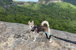 Un Alaskan Klee Kai sur une colline et qui est tenu en laisse 