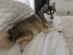 Un Alaskan Klee Kai allongé sur un lit et portant un collier autour du cou