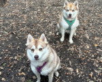 Deux Alaskan Klee Kai assis sur un sol jonchés de feuilles mortes et portant chacun un harnais 