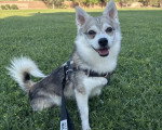 Un Alaskan Klee Kai assis sur une surface herbacée et qui est tenu en laisse 