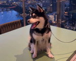 Un Alaskan Klee Kai assis sur une table et qui est tenu en laisse 