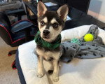 Un Alaskan Klee Kai assis dans un panier et portant un foulard autour du cou 
