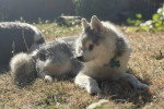 Un Alaskan Klee Kai allongé sur un terrain herbeux et portant un collier autour du cou