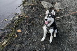 Un Alaskan Klee Kai assis sur une berge et qui est tenu en laisse 