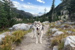 Un Alaskan Klee Kai sur un chemin et regardant vers la caméra 