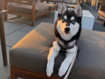 Un Alaskan Klee Kai allongé sur un fauteuil et qui est tenu en laisse 