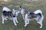 Deux Alaskan Klee Kai sur un terrain herbeux 