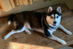Un Alaskan Klee Kai allongé sur un plancher et semblant détendu 