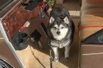 Un Alaskan Klee Kai dans une voiturette et qui est tenu en laisse 