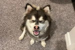 Un Alaskan Klee Kai assis sur une moquette 