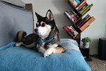 Un Alaskan Klee Kai allongé sur un canapé et portant un collier autour du cou