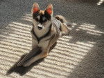 Un Alaskan Klee Kai allongé sur une moquette 