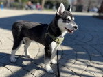 Un Alaskan Klee Kai sur un sol pavé et qui est tenu en laisse 