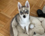 Un Alaskan Klee Kai assis dans un panier 