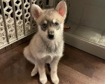 Un Alaskan Klee Kai assis sur un plancher et semblant détendu