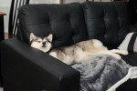 Un Alaskan Klee Kai allongé sur un canapé et semblant détendu