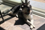 Un Alaskan Klee Kai allongé sur un sol carrelé et semblant détendu