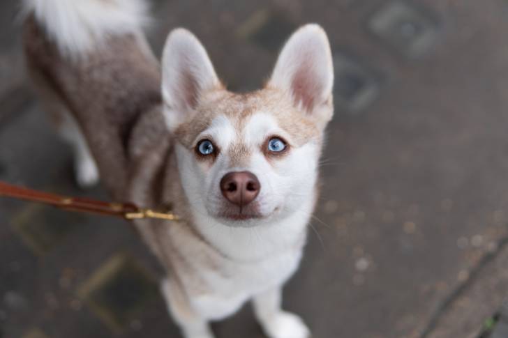 Photo Alaskan Klee Kai