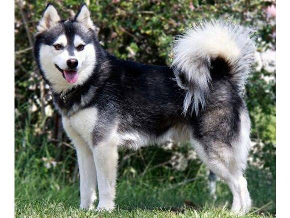 Un Alaskan Klee Kai vu de profil