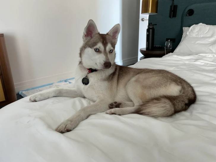 Un Alaskan Klee Kai allongé sur un lit et portant un collier autour du cou