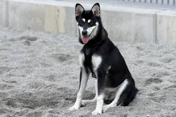 Un Alaskan Klee Kai assis sur une surface sableuse et portant un harnais 