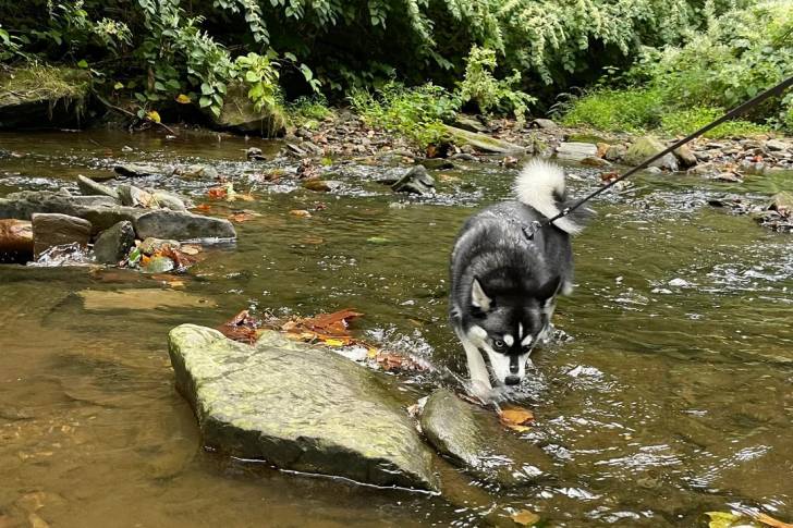 Un Alaskan Klee Kai dans l'eau et qui est tenu en laisse 