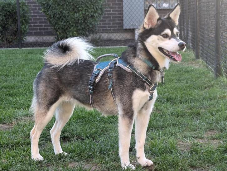 Un Alaskan Klee Kai allongé sur un terrain herbeux et portant un harnais 