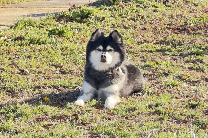 Un Alaskan Klee Kai allongé sur une surface herbacée 
