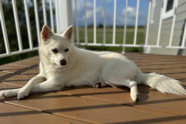 Un Alaskan Klee Kai allongé sur un plancher 